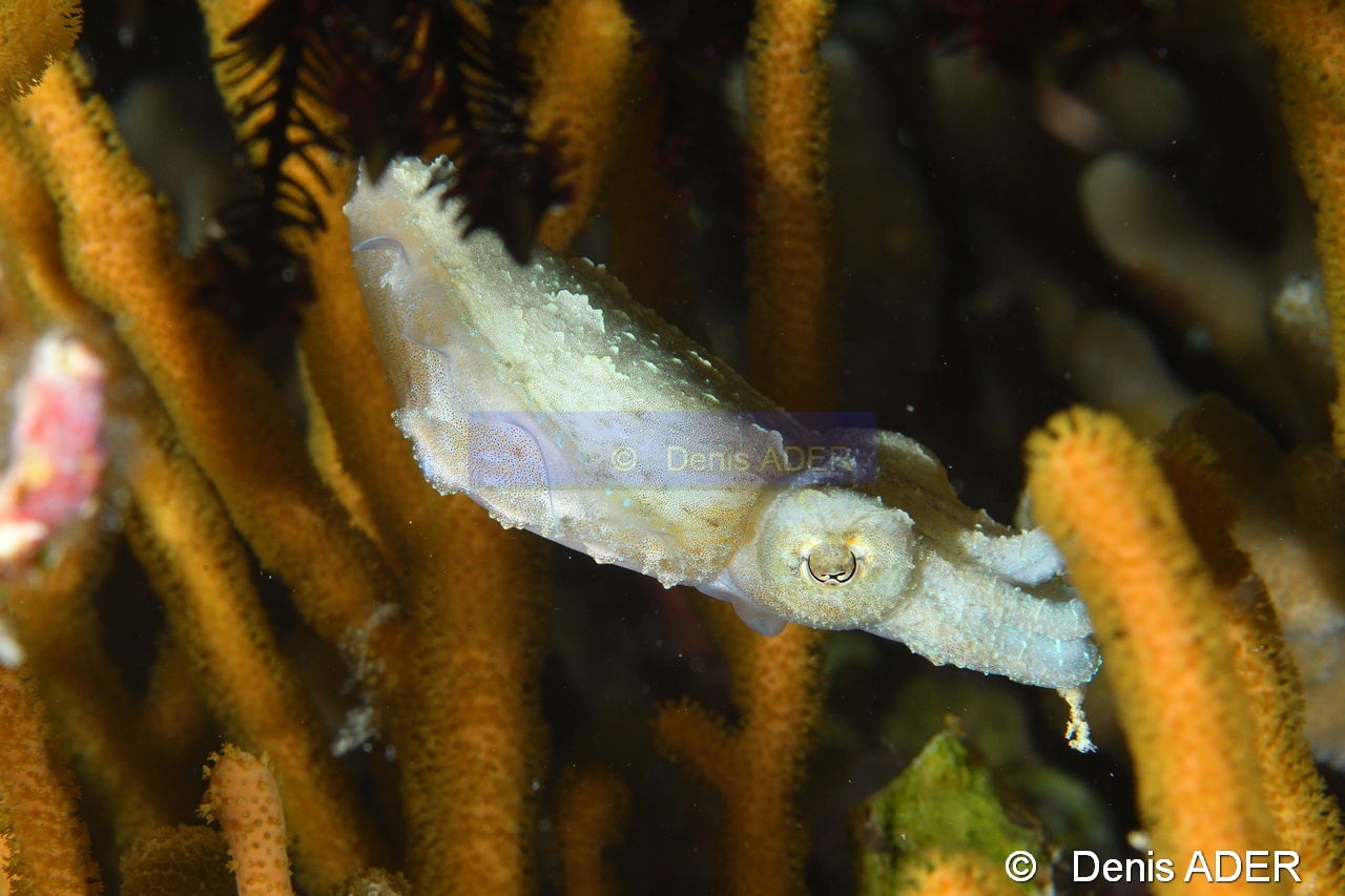 Sepia bandensis-Wakatobi Moga Island-7m-20180530nuit-Denis-ADER-DSC_2458_tn.jpg